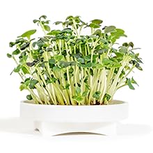 Microgreens Spicy Blend