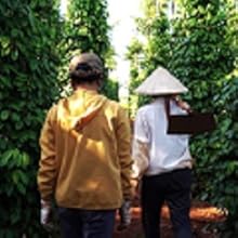 Ouvriers se dirigeant vers une plantation de poivre