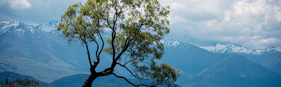 A TREE A BEAUTYFULL
