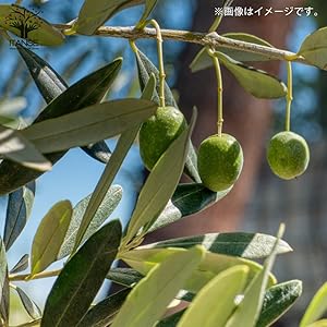 Amazon.co.jp: オリーブの苗木 品種：ネバディロブランコ 9号