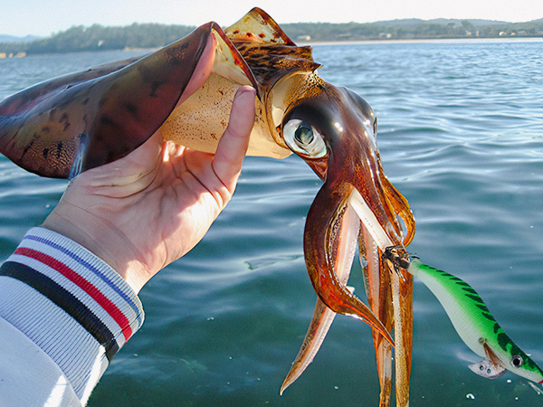 Amazon | Goture エギ エギング ルアー 10本 セット ラトル内臓