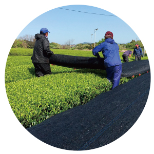 【新品・未使用】実りの麦畑 大　F-4　金謙伊　黄　風水 麦畑が一面黄金色 収穫期「麦秋」迎える 伊賀市 | 【伊賀タウン