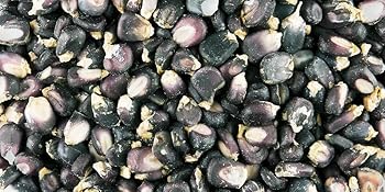 Organic Blue Corn Kernels by food to live