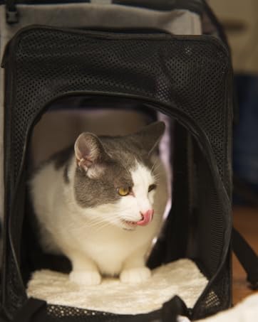 Amazon.co.jp: 【獣医師監修】 猫用防災セット 21点 リュック兼