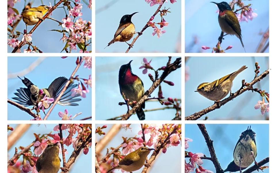 Beneficios del baño de pájaro