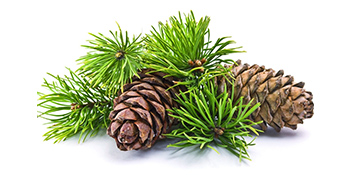 Cedarwood
