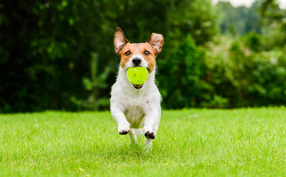 interactive dog toy boredom,outdoor dog toysdog toy boredom stimulating