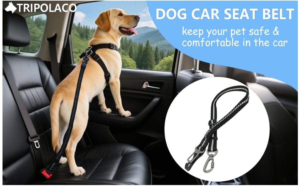 dog seat belt for car