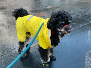dog rain shoes