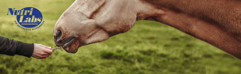 Forme doseuse Hoof Support