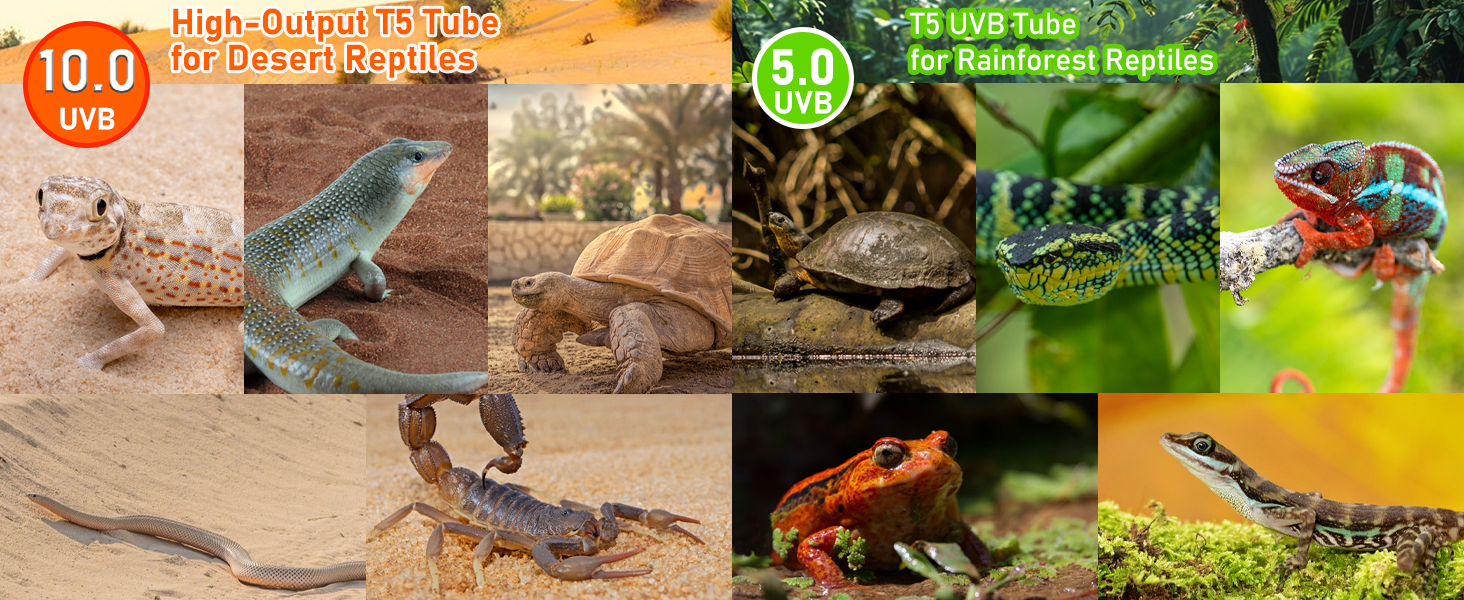 8W T5 UVA UVB Light Bulbs for Reptiles