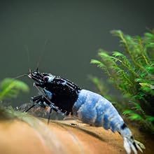Creating a lively shrimp Lollies aquarium is easier with our range of slow-dissolving lollies.