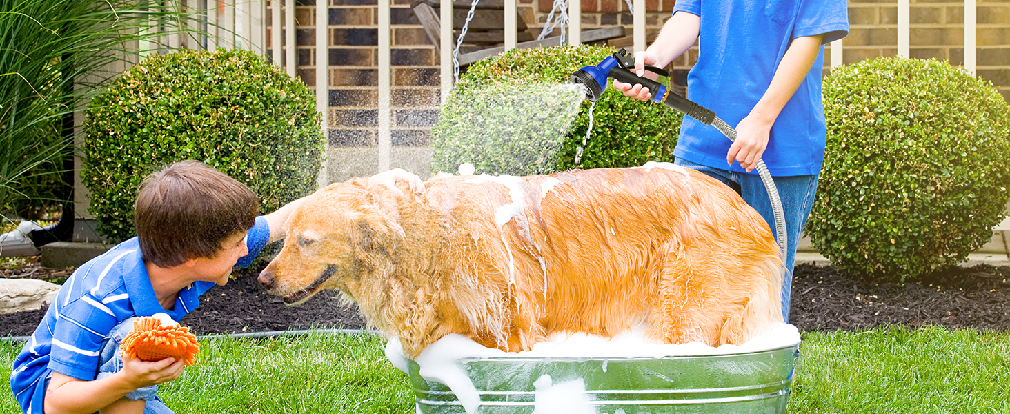 Bathe the dog