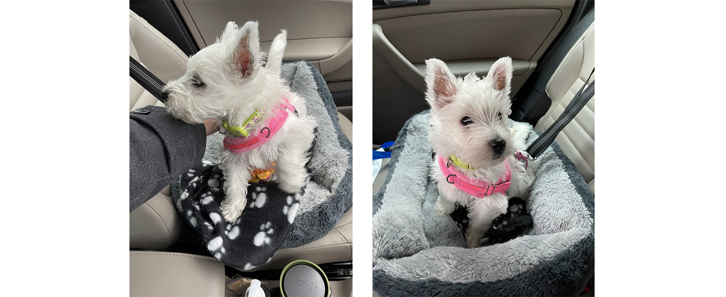 Walking Dog Harness and Leash SetWalking Dog Harness and Leash Set