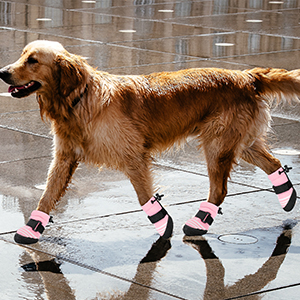 dog shoes