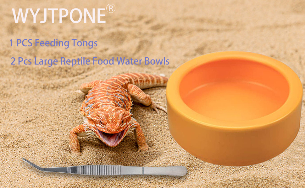Large Reptile Bowl