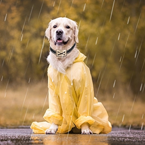 Moclever Wireless Electric Fence for Dogs