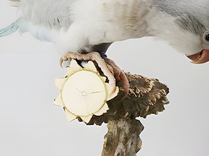 Budgie playground offers a safe and natural solution for trimming your bird's beak and claws