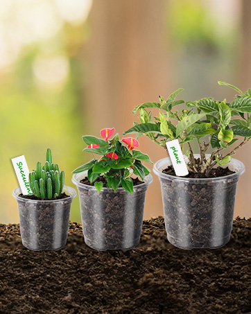 seed pots