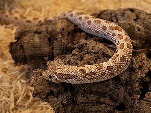 Hognose Snake ball python bearded dragon hide tortoise hide crested gecko hide large snake hide
