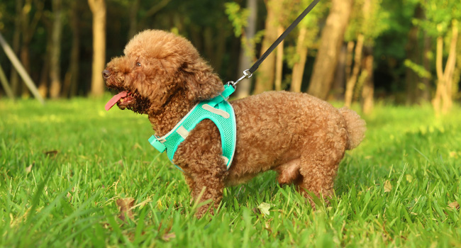reflective dog harness
