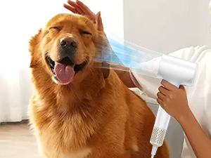 Der Golden Retriever in seiner Hand ist der Hund des Golden Retrievers. Hunde begehen im Herbst Verbrechen und wirken Wunder