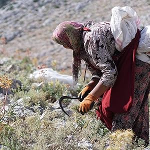 sustainable sourced oregano oil