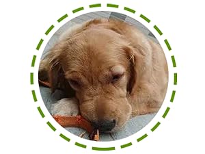 dog allergy chews