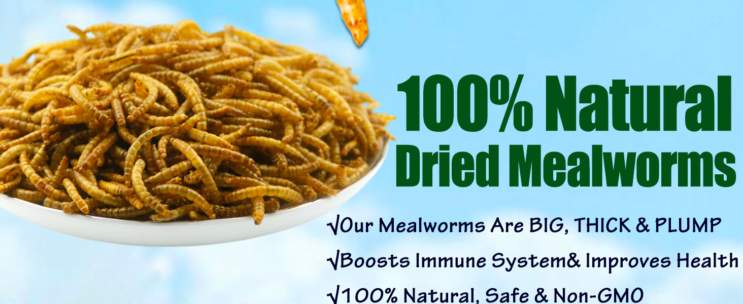 dried mealworms