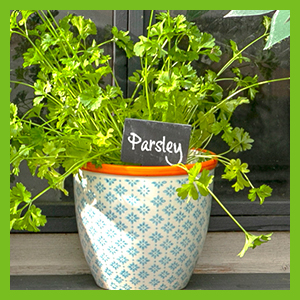 hand-printed plant pot 