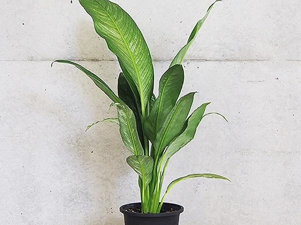 その他観葉植物 hapiAnthurium subsignatum その他観葉植物 hapiAnthurium subsignatum Anthurium