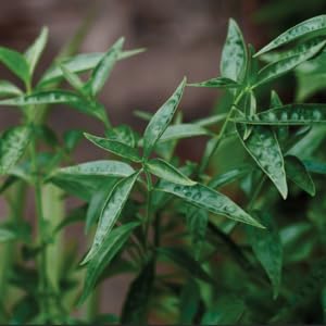 fairvital kalmegh Bitterstoffe Bitterstoffe