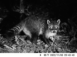 Night vision wildlife camera image of a raccoon. Black and white photo shows the animal in natural habitat, likely captured for wildlife monitoring.