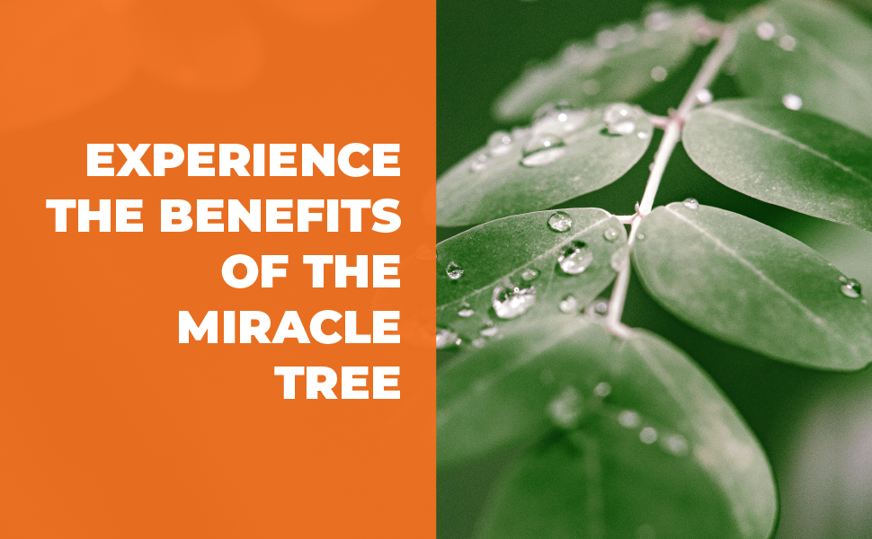 turmeric curcumin, black pepper, moringa leaves, joint support, digestion & healthy energy levels