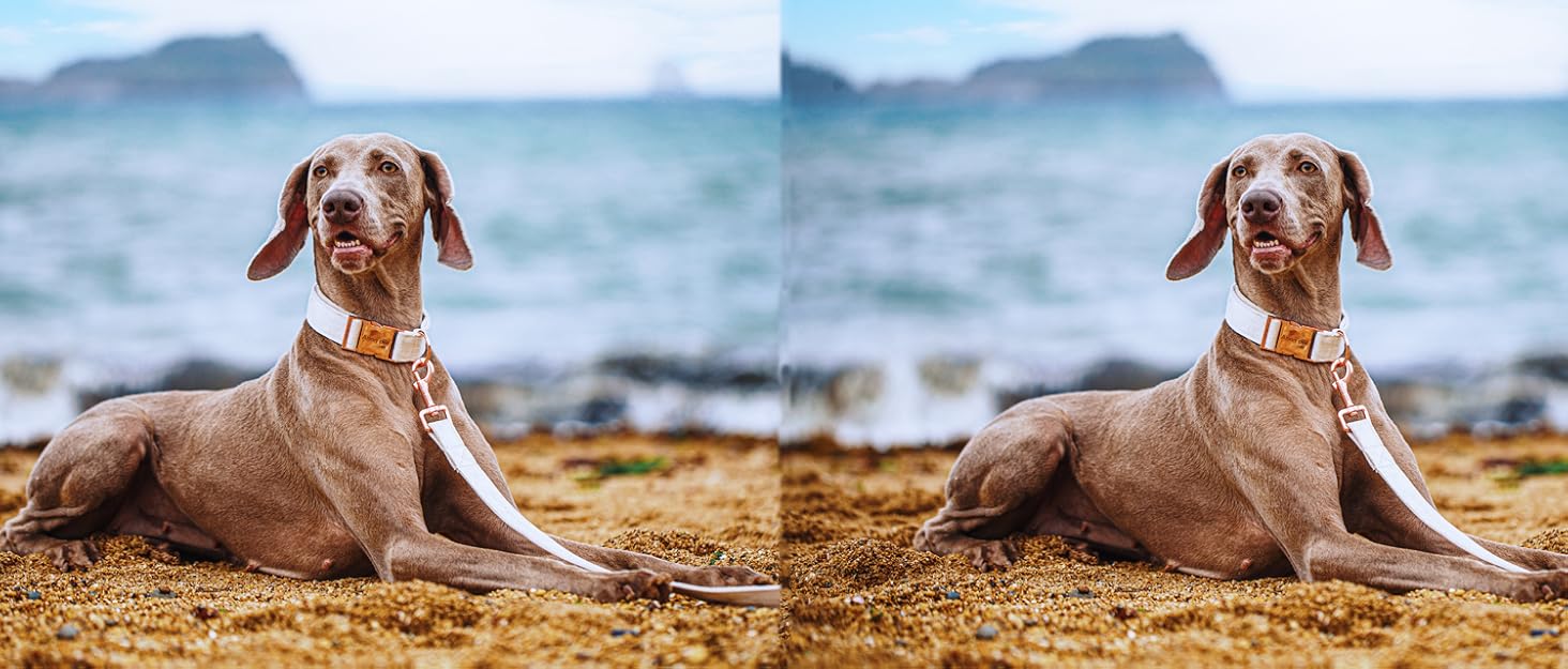 ARING PET Dog Collar and LeashCotton Green Dog Collar Set