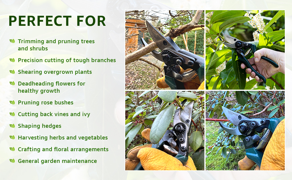 Pruning rose bushes