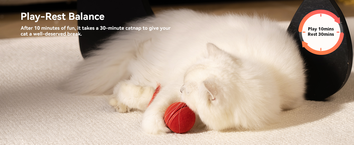 cat toys interactive