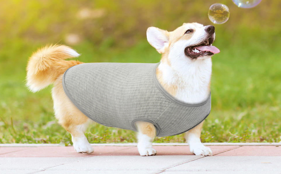shirts für hunde