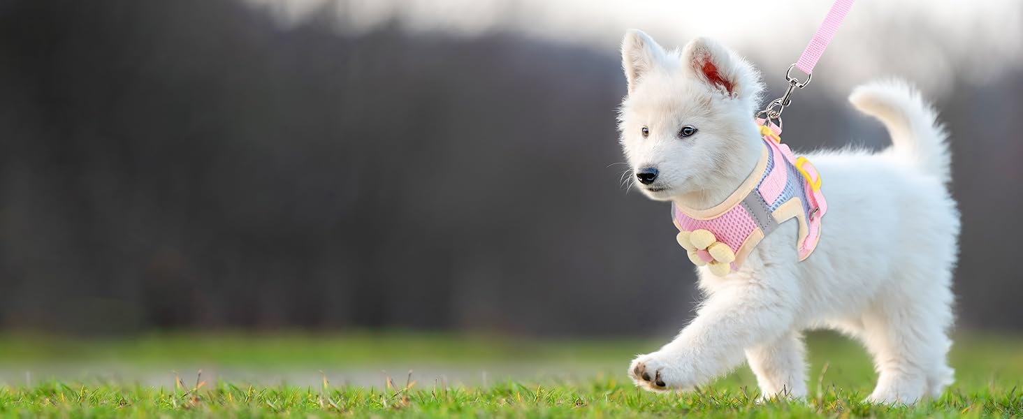 Cat Harness and Leash Set