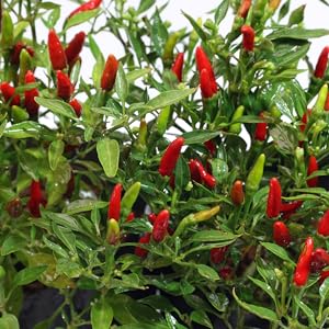 Small manufacture image 1