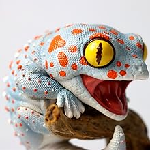 博物志　トッケイヤモリ　BIGフィギュア Yahoo!オークション - Big フィギュア【トッケイヤモリ】ラスト出品