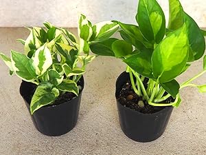 Amazon｜ITANSE 斑入りポトス 3号ポット 2品種各1個セット