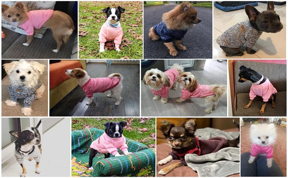buyer show-pet dog sweater