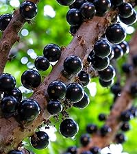 Amazon.co.jp: ITANSE ジャボチカバ 4.5号ポット 品種で