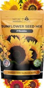 ZTE - sunflowers Sunstruck False Sunflower (Heliopsis helianthoides