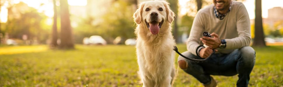 Effective Dog Behavior Training Tool