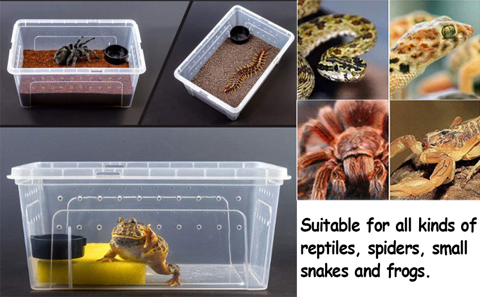 kathson Reptile Feeding Box Small Snake Breeding Container