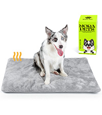 Memory Foam Dog Bed