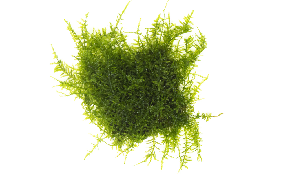 Aquatic Arts Christmas Moss Mat 3x3 Inch, Live Aquarium