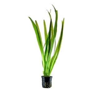 Cyperus helferi